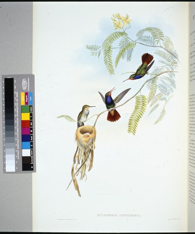 レッドスローテッド・サファイア（hylocharis sapphirinus）（手彩色リトグラフ 作： John (after) Gould