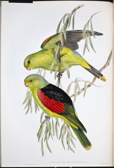 アカミミズナギドリ（Aprosmictus Erythropterus）（手彩色リトグラフ 作： John (after) Gould