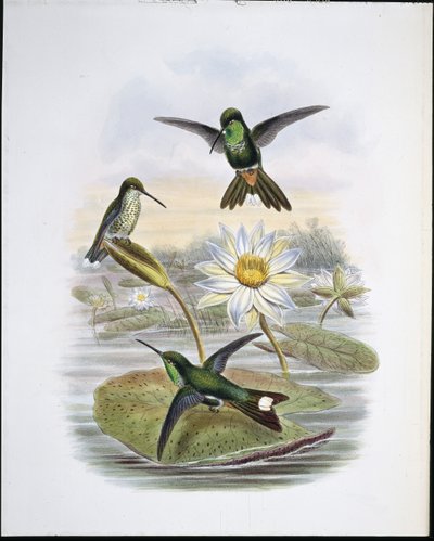 レッドベンテッドホワイトチップ（手彩色リトグラフ 作： John (after) Gould