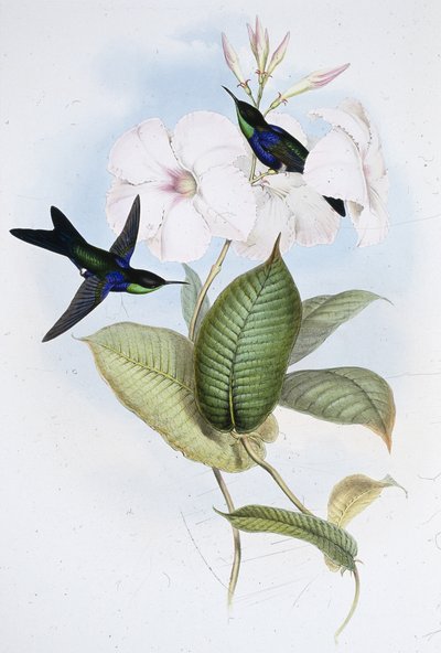 Refulgent Panoplites (Thalurania Refulgens) (手彩色リトグラフ) 作： John (after) Gould
