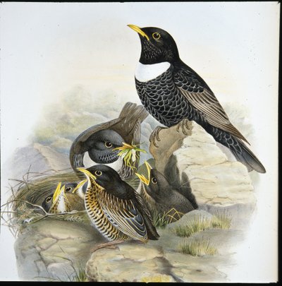 Ring Ouzel (Mer Ulatorquata) (手彩色リトグラフ) 作： John (after) Gould