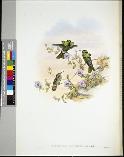 ロライマ・コケット（lophornis pavoninus）（手彩色リトグラフ 作： John (after) Gould