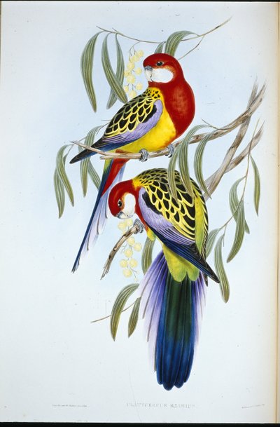 ローズビル・パラキート（手彩色リトグラフ 作： John (after) Gould