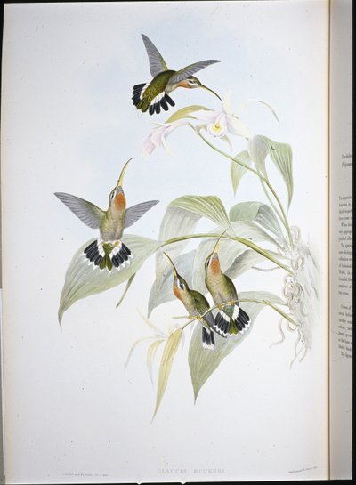 ラッカーズハーミット（Glaucis Ruckeri）（手彩色リトグラフ 作： John (after) Gould