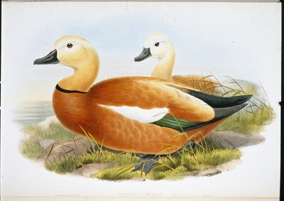 ラディシェルドレイク（Casaraca Rutila）（手彩色リトグラフ 作： John (after) Gould