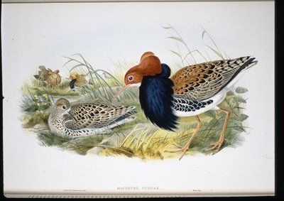 ラフ（マチェーテス・プグナックス）（手彩色リトグラフ 作： John (after) Gould