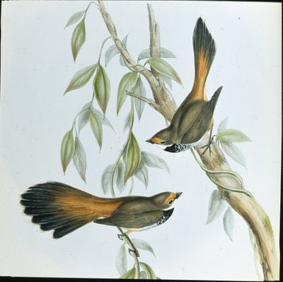 ルファース・フロント・ファンテイル（Rhipidura Rufifrons）（手彩色リトグラフ 作： John (after) Gould