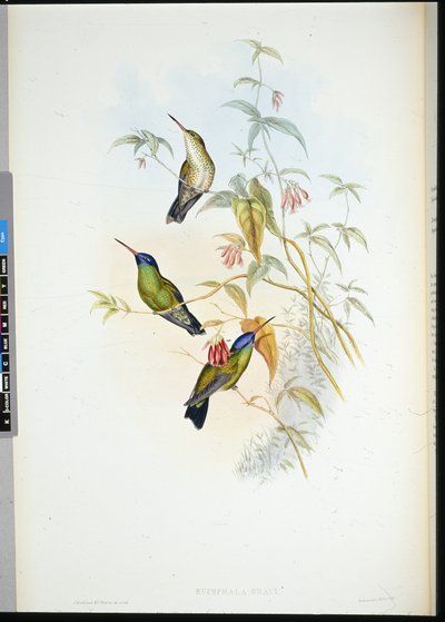 アカハラヒラメ（selasphorus rufus）（手彩色リトグラフ 作： John (after) Gould