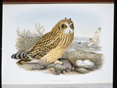 ヒメアオハクチョウ（Brachyotus Palustris）（手彩色リトグラフ 作： John (after) Gould