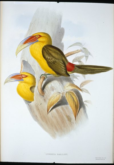 サフラン色のヒルトゥーカン（Andigena Bailloni）（手彩色リトグラフ版 作： John (after) Gould