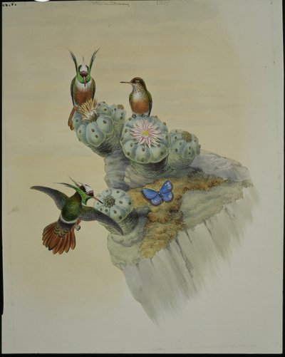 サルビンズ・コケット（Lophornis Adorabilis）（手彩色リトグラフ版 作： John (after) Gould