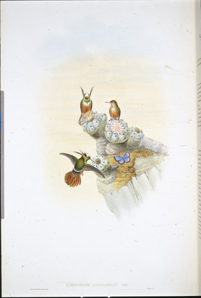 サルビン・コケット・ハミングバード（Lophornis Adorabilis）（手彩色リトグラフ 作： John (after) Gould
