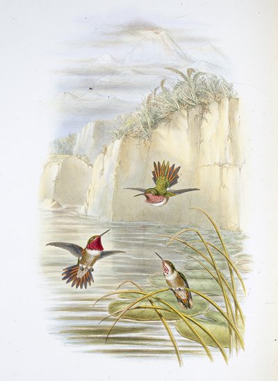 サルビンの火炎放射器。(Selasphorus ardens)。(手彩色リトグラフ) 作： John (after) Gould
