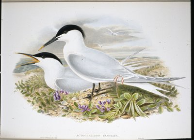 サンドイッチアジサシ（Actochel Cantiaca）（手彩色リトグラフ 作： John (after) Gould