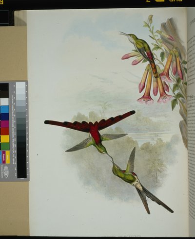 サッフォー・コメット（コメットス・スパルガヌルス）（手彩色リトグラフ 作： John (after) Gould