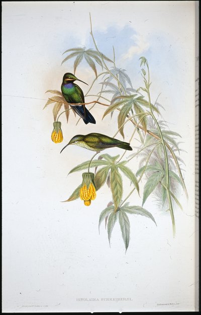 シュライバーズ・ハミングバード（Ionolaima Schreibersi）（手彩色リトグラフ版 作： John (after) Gould