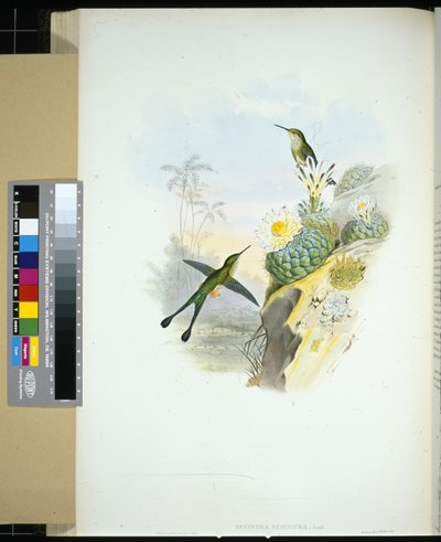 シザー・テール・ラケット・テール（spathura scissiura）（手彩色のリトグラフ 作： John (after) Gould