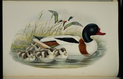 シェルダック（Tadorna Vulpanser）（手彩色のリトグラフ版 作： John (after) Gould