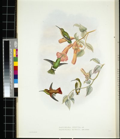 Shining Sun-Beam (aglaeactis cupreipennis) (手彩色リトグラフ) 作： John (after) Gould