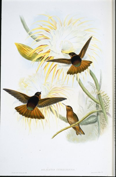 シャイニング・サンビーム（Agliaeactis Cupripennis）（手彩色リトグラフ 作： John (after) Gould