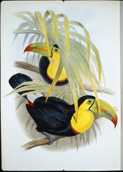 ハシビロコウ（Ramphastos Brevicarinatus）（手彩色リトグラフ版 作： John (after) Gould