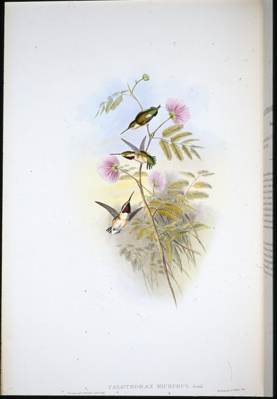 ショートテール・ウッドスター（Calothorax Micrurus）（手彩色リトグラフ 作： John (after) Gould