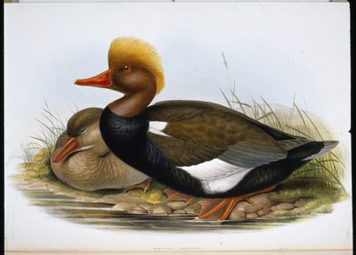 ショベル（Spatula Clypeata）（手彩色のリトグラフ版 作： John (after) Gould
