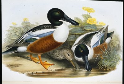 スズガモ（Spatula Clypeata）（手彩色のリトグラフ版 作： John (after) Gould