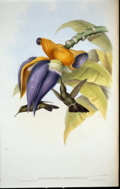 ソムレハミングバード（Aphantochroa cirrhochloris）（手彩色リトグラフ 作： John (after) Gould