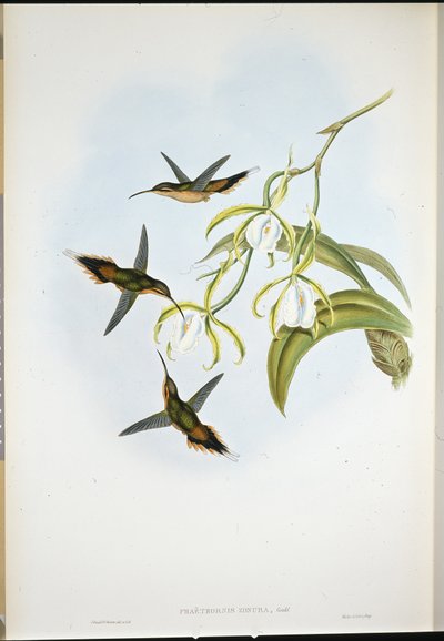 サザンハーミット(Phaethornis Zonura) (手彩色リトグラフ) 作： John (after) Gould