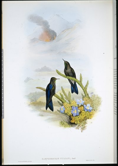ミナミトサカガミ（Ramphomicron Vulcani）（手彩色リトグラフ 作： John (after) Gould