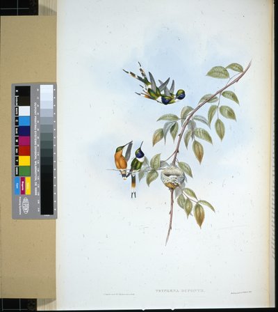 スパークリングテール(tryphaena dupontii) (手彩色リトグラフ) 作： John (after) Gould