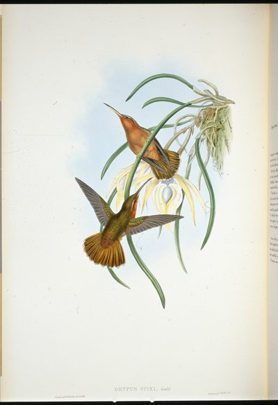 ノコギリヤシ（Grypus Spixi）（手彩色のリトグラフ版 作： John (after) Gould
