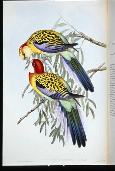 スプレンディッド・インレー（palatycercus Splendidus）（手彩色リトグラフ 作： John (after) Gould