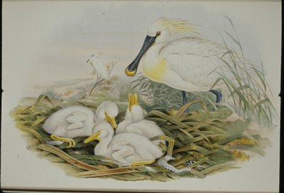 ヘラサギ（Platalea Leucorodia）（手彩色のリトグラフ版 作： John (after) Gould