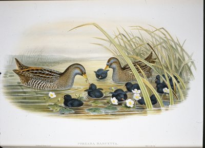 スポッテッドクレイク（Porzana Maruetta）（手彩色リトグラフ 作： John (after) Gould