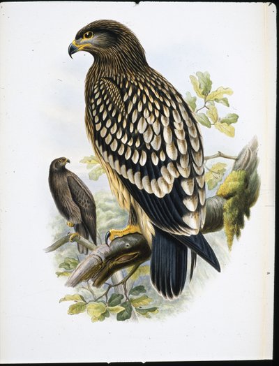 マダラワシ（Aquila Naevia）（手彩色のリトグラフ 作： John (after) Gould