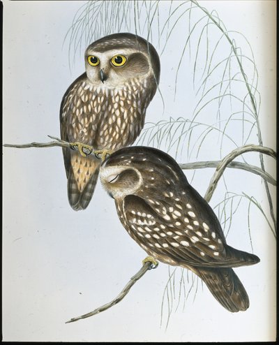 斑入りフクロウ（Athene Maculata）（手彩色リトグラフ 作： John (after) Gould