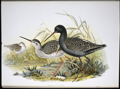 スポテッド・レッドシャンク（Totanus Fuscus）（手彩色リトグラフ 作： John (after) Gould