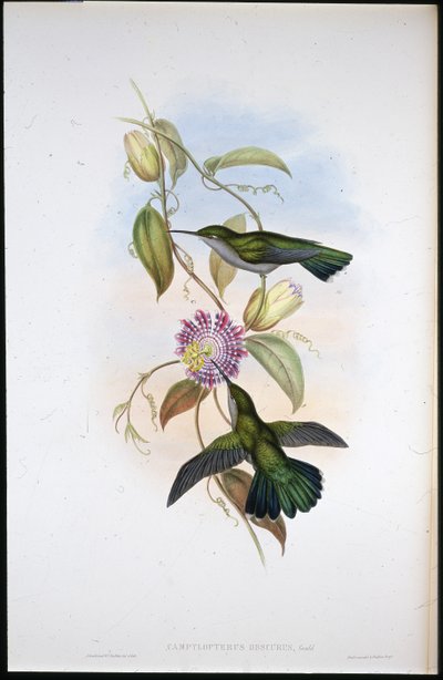 セント・トーマス・マンゴー（Lampornis Virginalis）（手彩色リトグラフ版 作： John (after) Gould