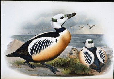 トモエガモ（Eniconetta Stelleri）（手彩色リトグラフ 作： John (after) Gould