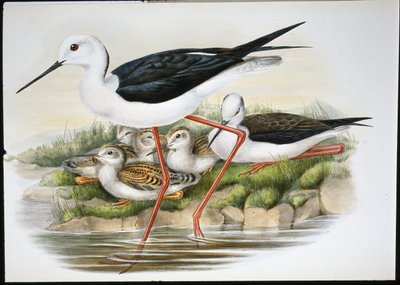セイタカクチマガリ（Himantopus Candidus）（手彩色のリトグラフ版 作： John (after) Gould