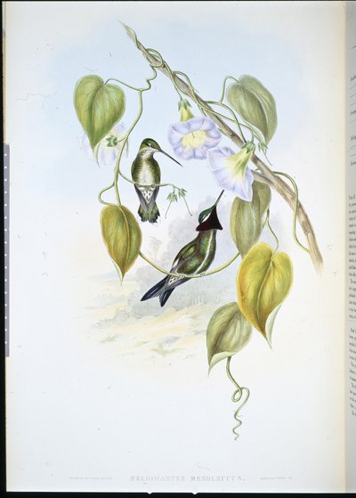 ストライプブレスト・スタースロート（heliomaster mesoleucus）（手彩色リトグラフ 作： John (after) Gould