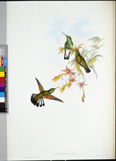 ストライプテールハミングバード（手彩色リトグラフ版）（Eupherusa Eximia 作： John (after) Gould