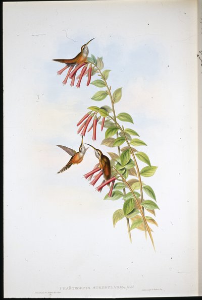 ストライプスロートハーミット（手彩色リトグラフ 作： John (after) Gould