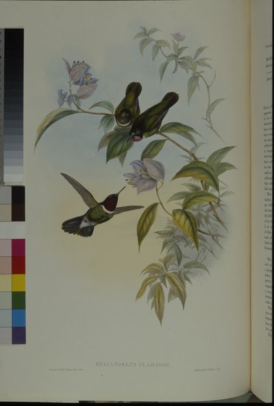 太陽の天使（Heliangelus Clarisse）（手彩色リトグラフ 作： John (after) Gould