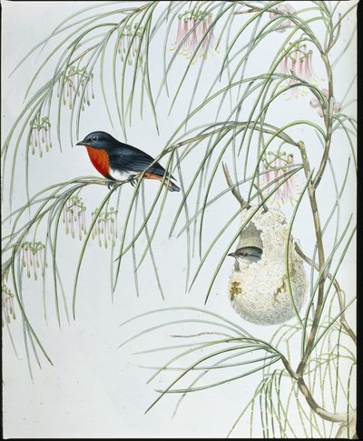 ツバメDicaeum（Dicaeum Hirundinaceum）（手彩色のリトグラフ 作： John (after) Gould