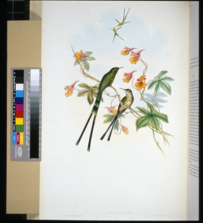 トレインベアラー（lesbia eucharis）（手彩色リトグラフ 作： John (after) Gould