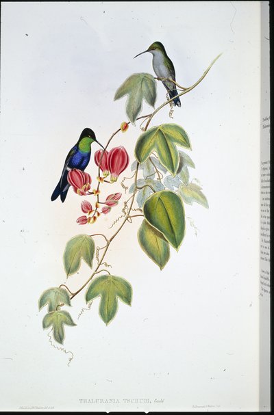 ツクディのパノプシス（Thalurania Tschudi）（手彩色リトグラフ 作： John (after) Gould