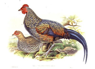 作者とウィリアム・ハート（1823-1894）による2羽のアジアのキジ（Gallus Sonneratii）の彫刻（リトグラフ）。 作： John (after) Gould